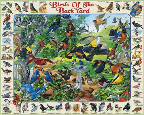 Birds Of The Backyard - 1000 Piece Jigsaw Puzzle - Shelburne Country Store