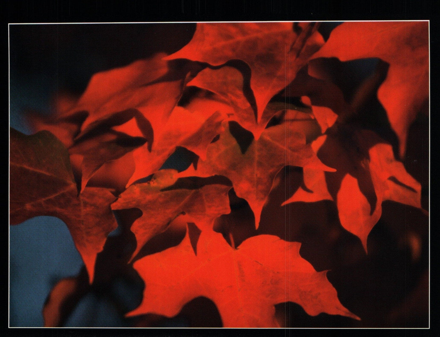 Blank Mitch Kezar Card - Northwoods Maple - Shelburne Country Store