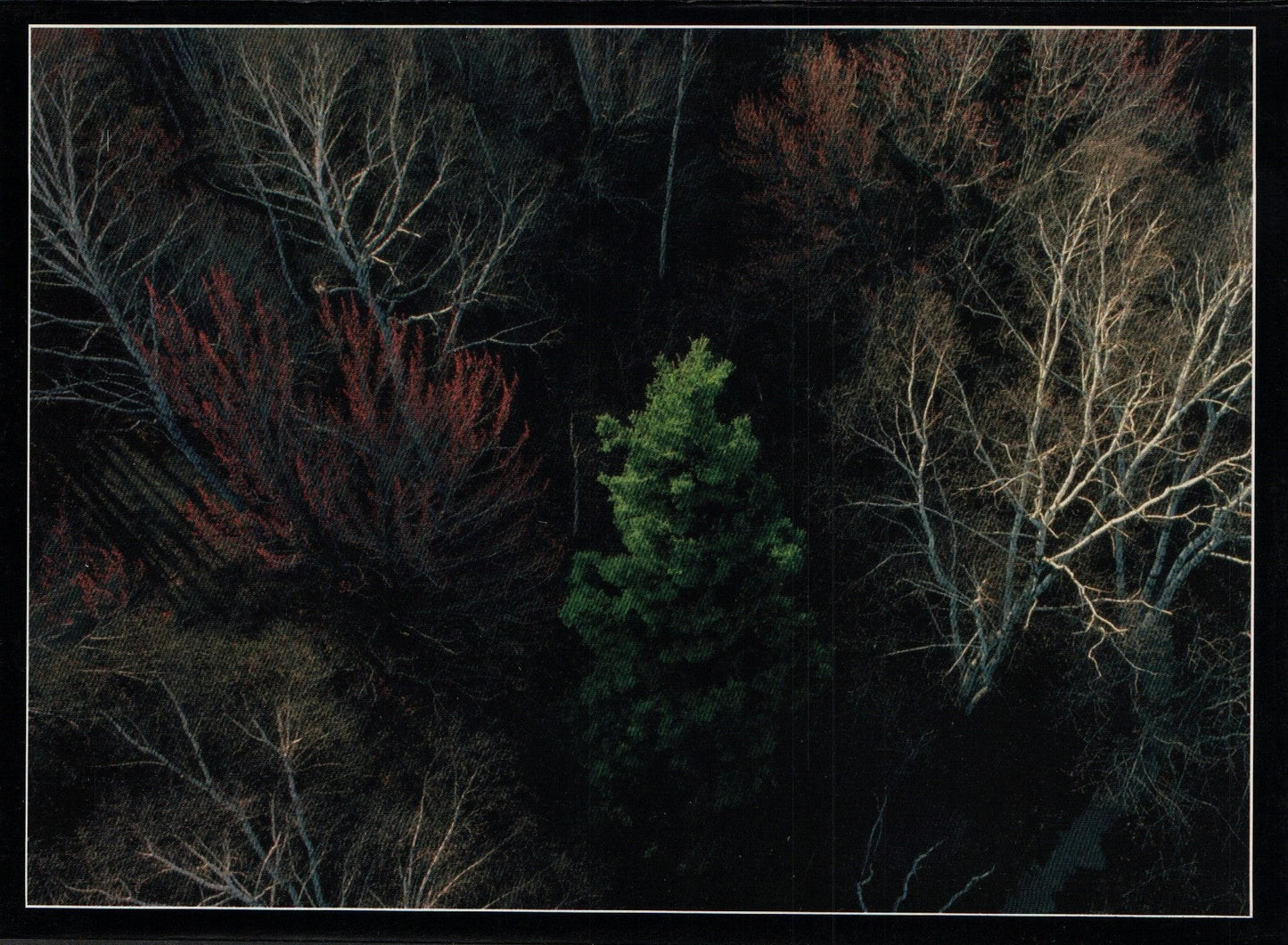 Mitch Kezar Card - Budding colors of Spring - A Crow's Perspective - Shelburne Country Store