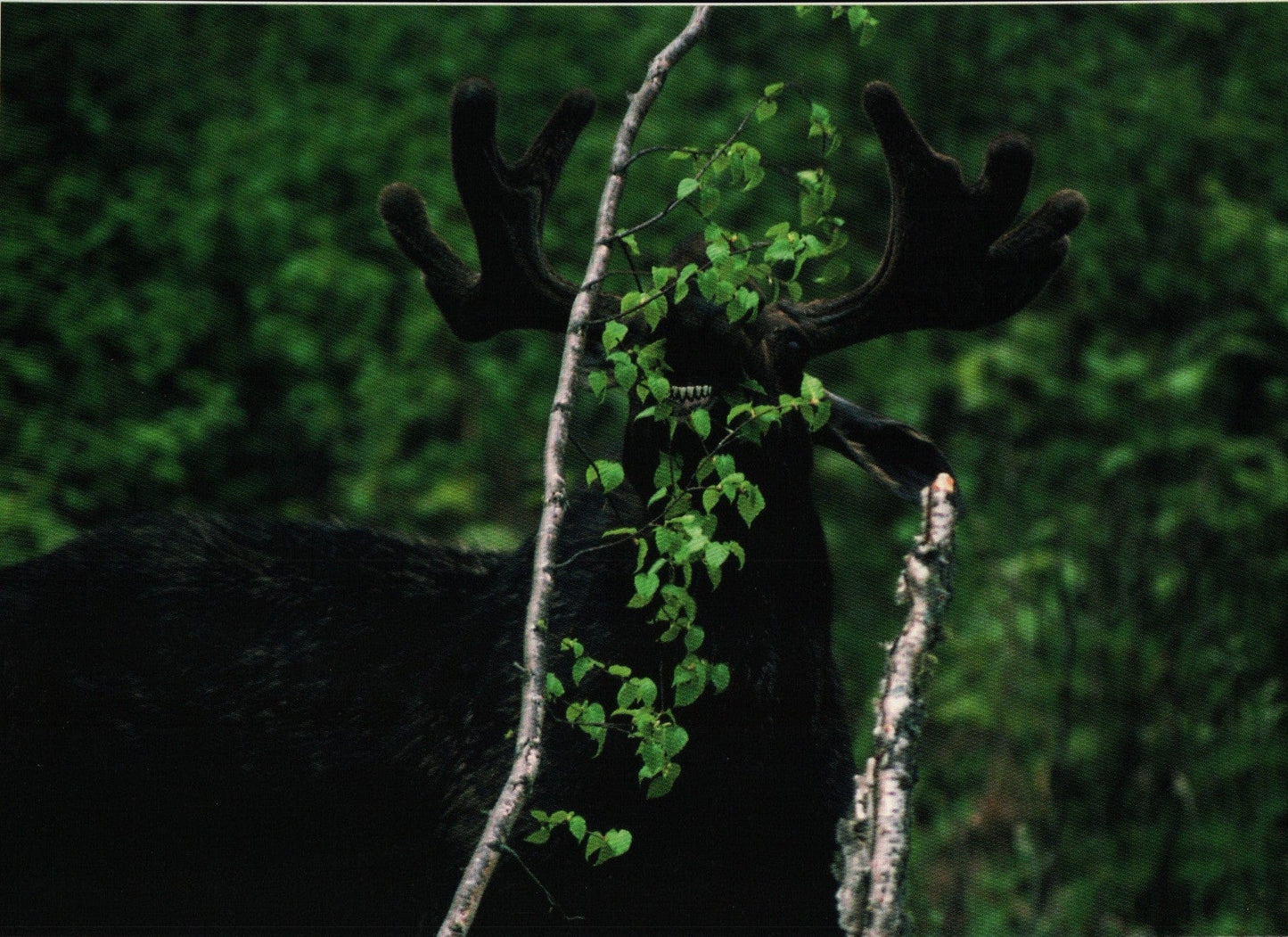 Blank Card - Bull Moose and Birch Tree - Shelburne Country Store
