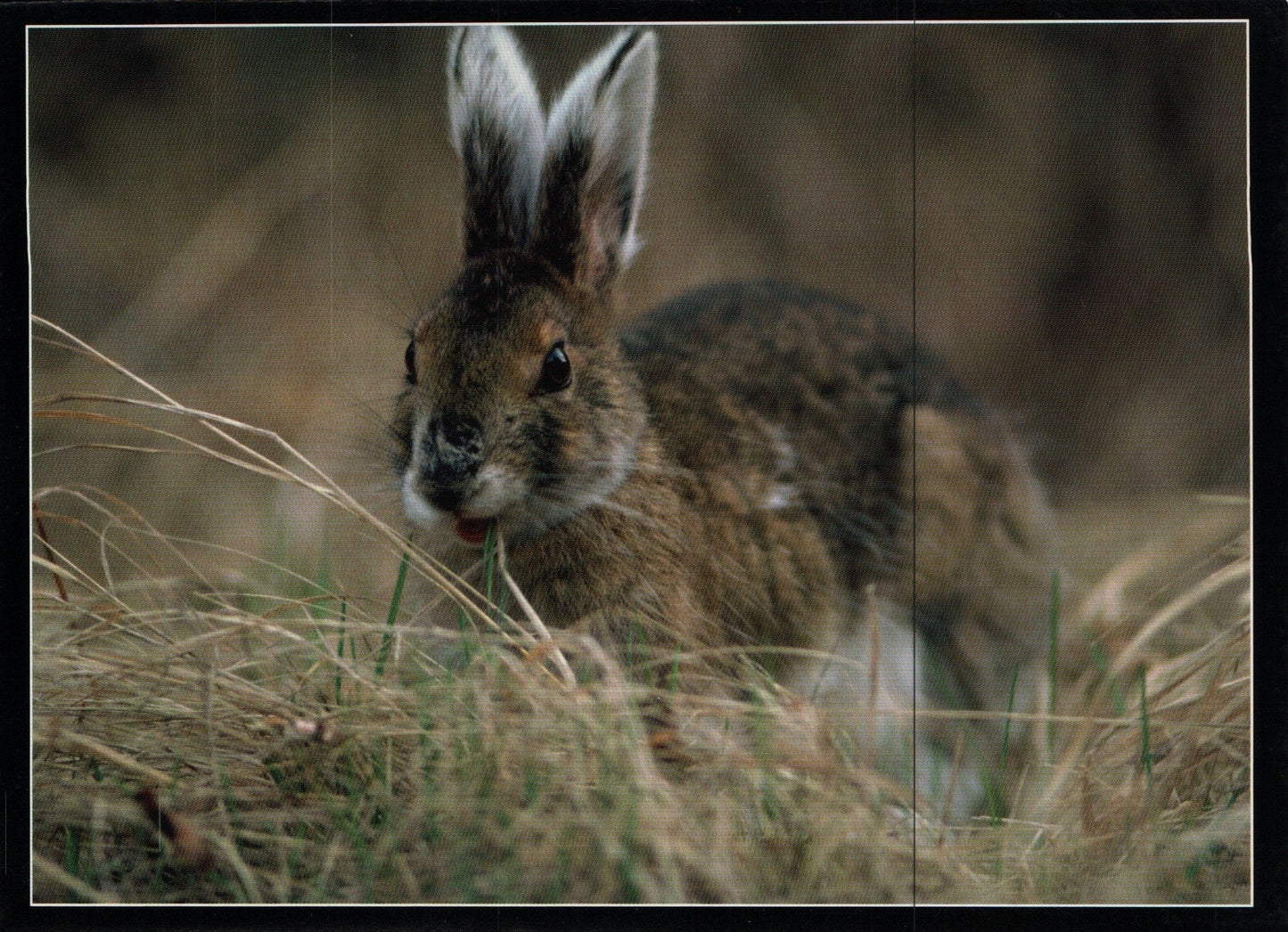 Mitch Kezar Card - First Green Tastes of Spring - Showshoe Hare - Shelburne Country Store