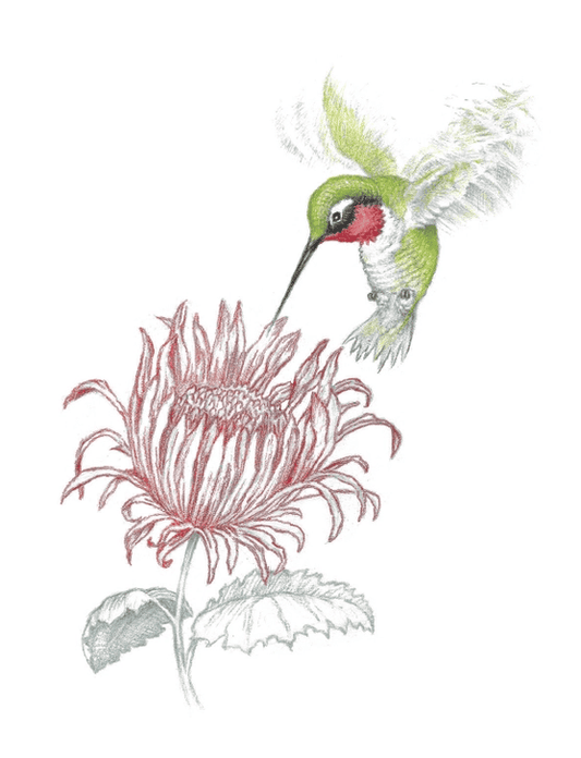 Garden Hummingbird Boxed Set - Shelburne Country Store