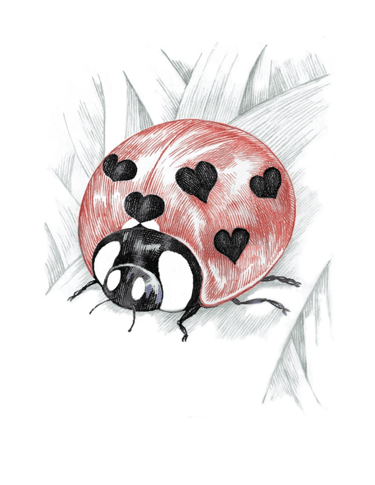 Garden - Lovebug Boxed Cards - Shelburne Country Store