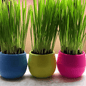 Cat Grass Garden Balls - Shelburne Country Store