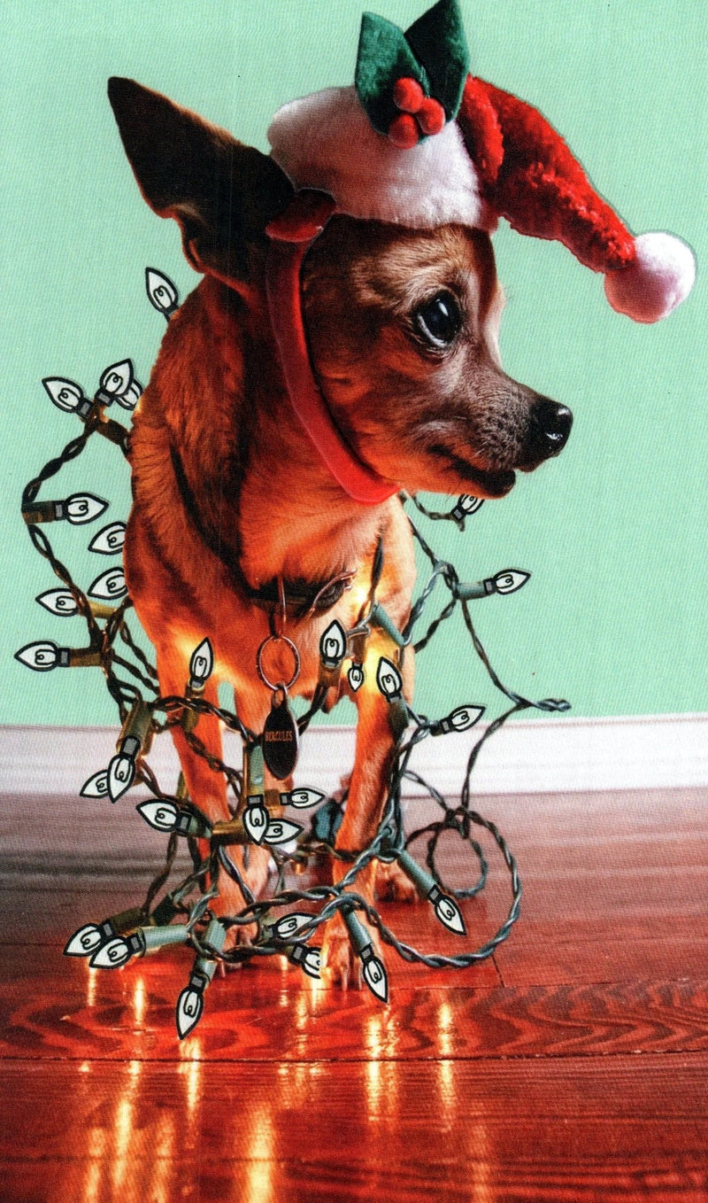 Chihuahua Wrapped In Christmas Lights Card - Shelburne Country Store