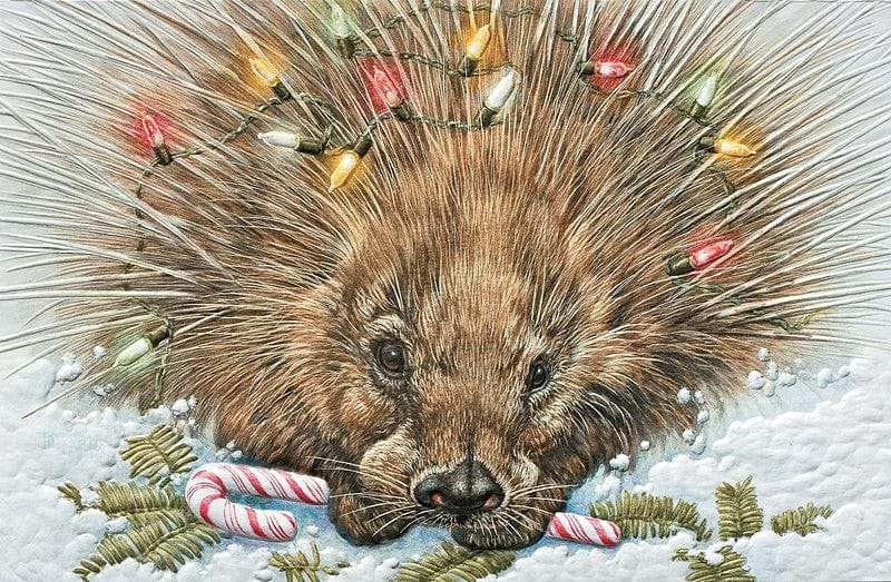 Princley Porcupine Boxed Cards - Shelburne Country Store