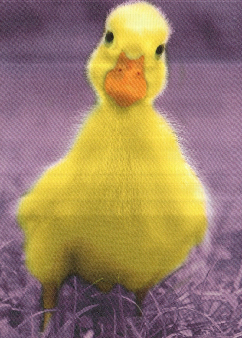 Fuzzy Duckling Easter Greeting Card - Shelburne Country Store