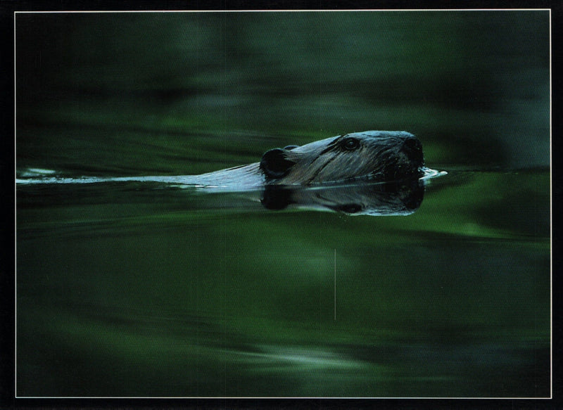 Mitch Kezar Card - Swimmers' Reflection - Northwoods Beaver - Shelburne Country Store