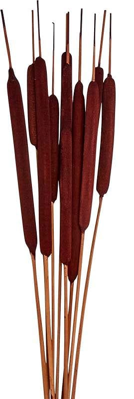 30 Inch Cattail Bunch - Shelburne Country Store