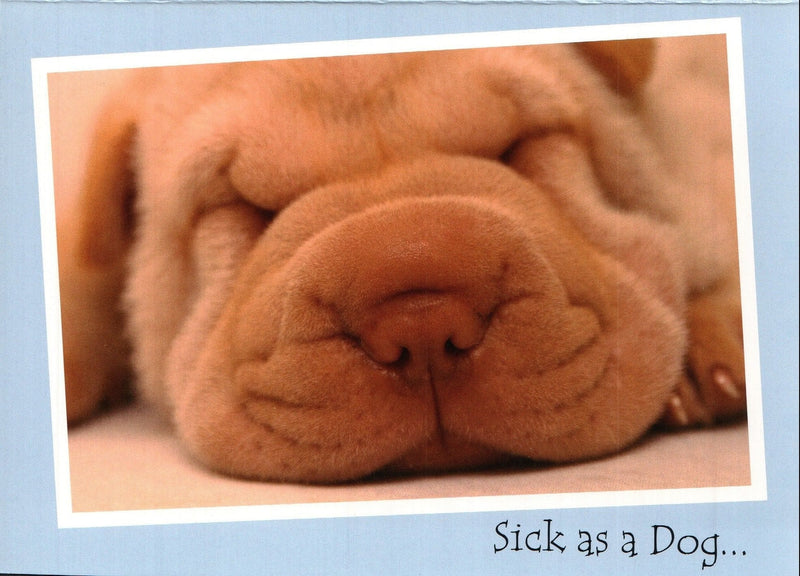 Get Well Card - Sick As A Dog - Shelburne Country Store