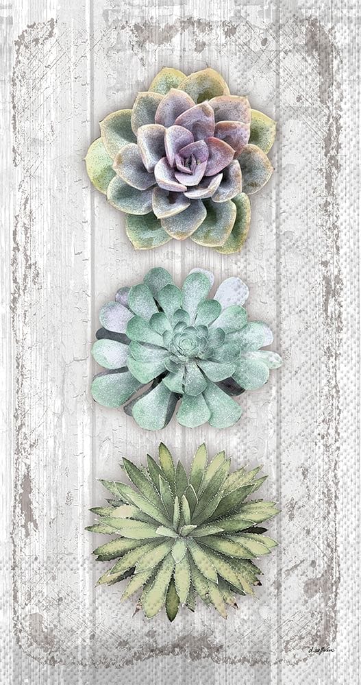 Succulents Still Life Guest Towel - Shelburne Country Store