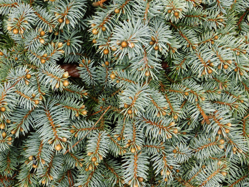 Living Christmas Tree | Seed Grow Kit - Blue Spruce - Shelburne Country Store