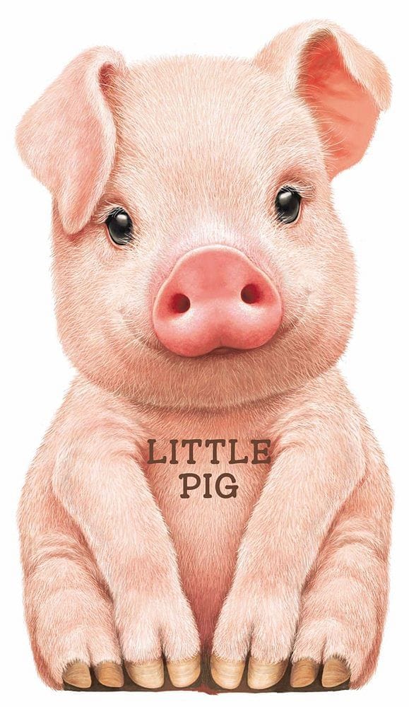 Look At Me Little Pig Board Book - Shelburne Country Store