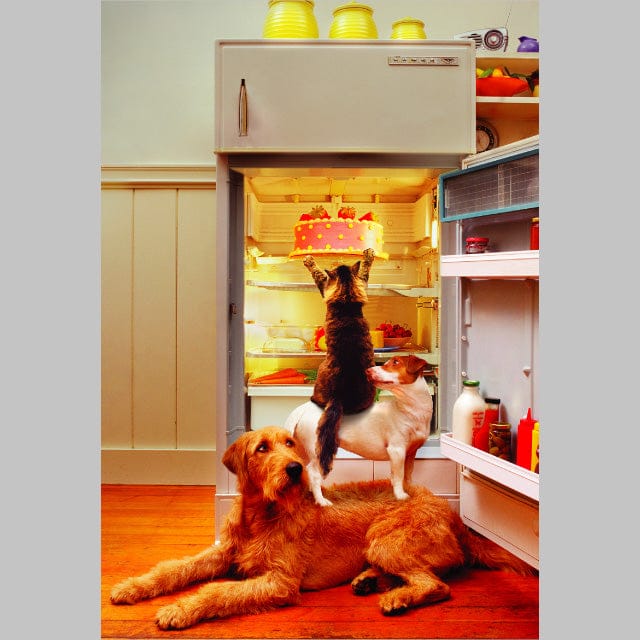 Pets Refrigerator Raid Birthday Card - Shelburne Country Store
