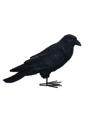 Fright Night Crow - Looking Ahead - Shelburne Country Store