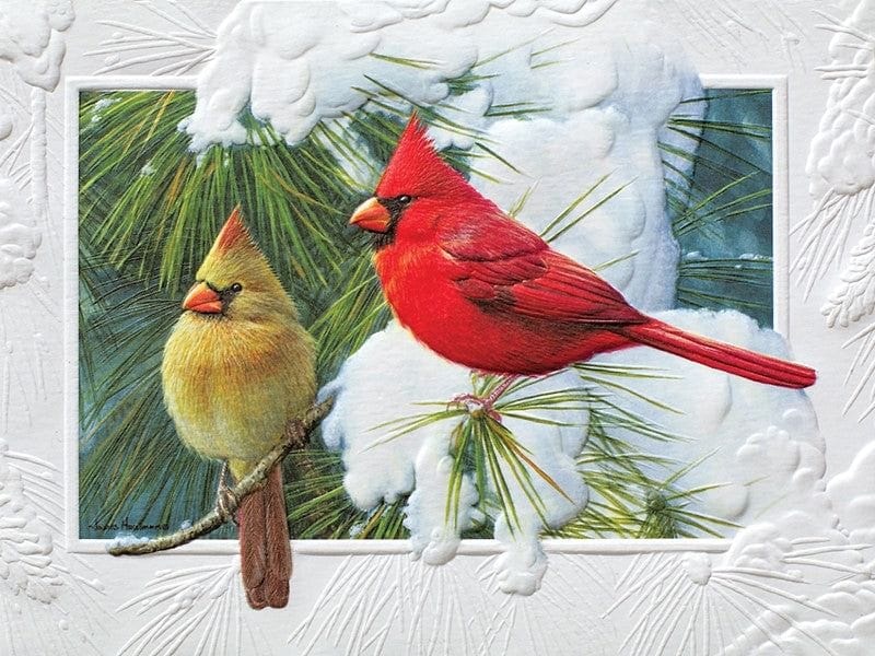 Candid Cardinals  Petite Boxed Cards - Shelburne Country Store