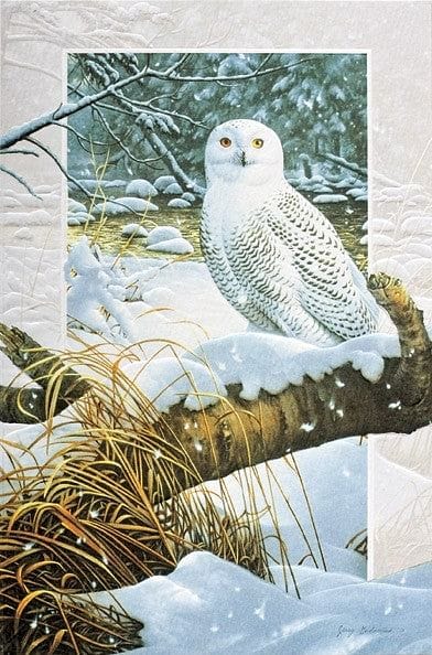 Snowy Owl  Boxed Cards - Shelburne Country Store