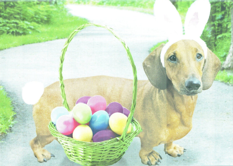 Easter Card - Wiener Cotton Tail - Shelburne Country Store