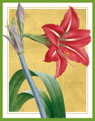 Red Amaryllis - Christmas Card Box A Size 16 Count - Shelburne Country Store