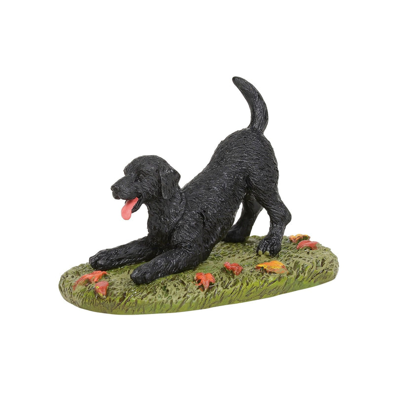 Playful Black Lab - Shelburne Country Store