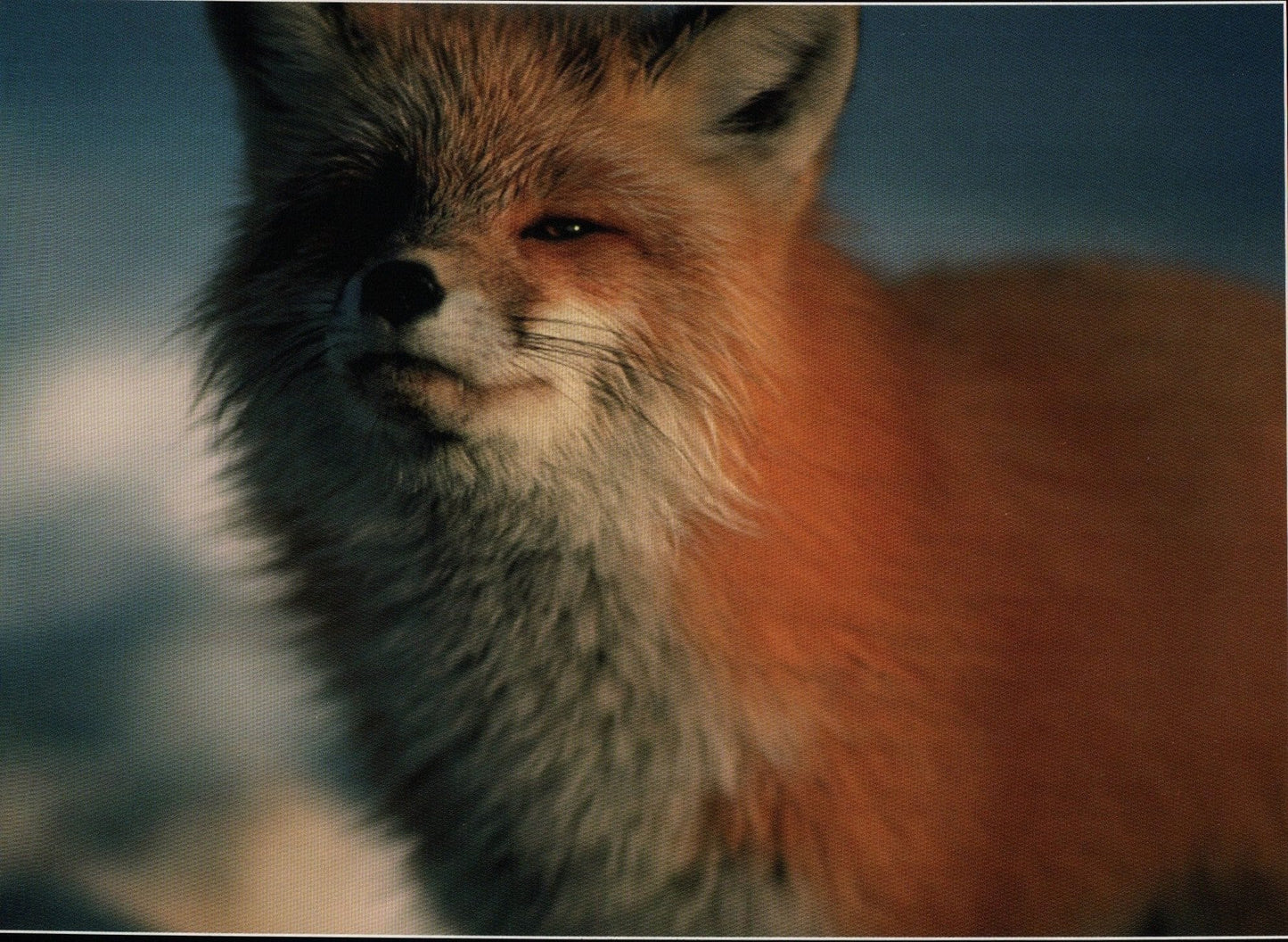 Blank Card - Fox With Attitude - Shelburne Country Store