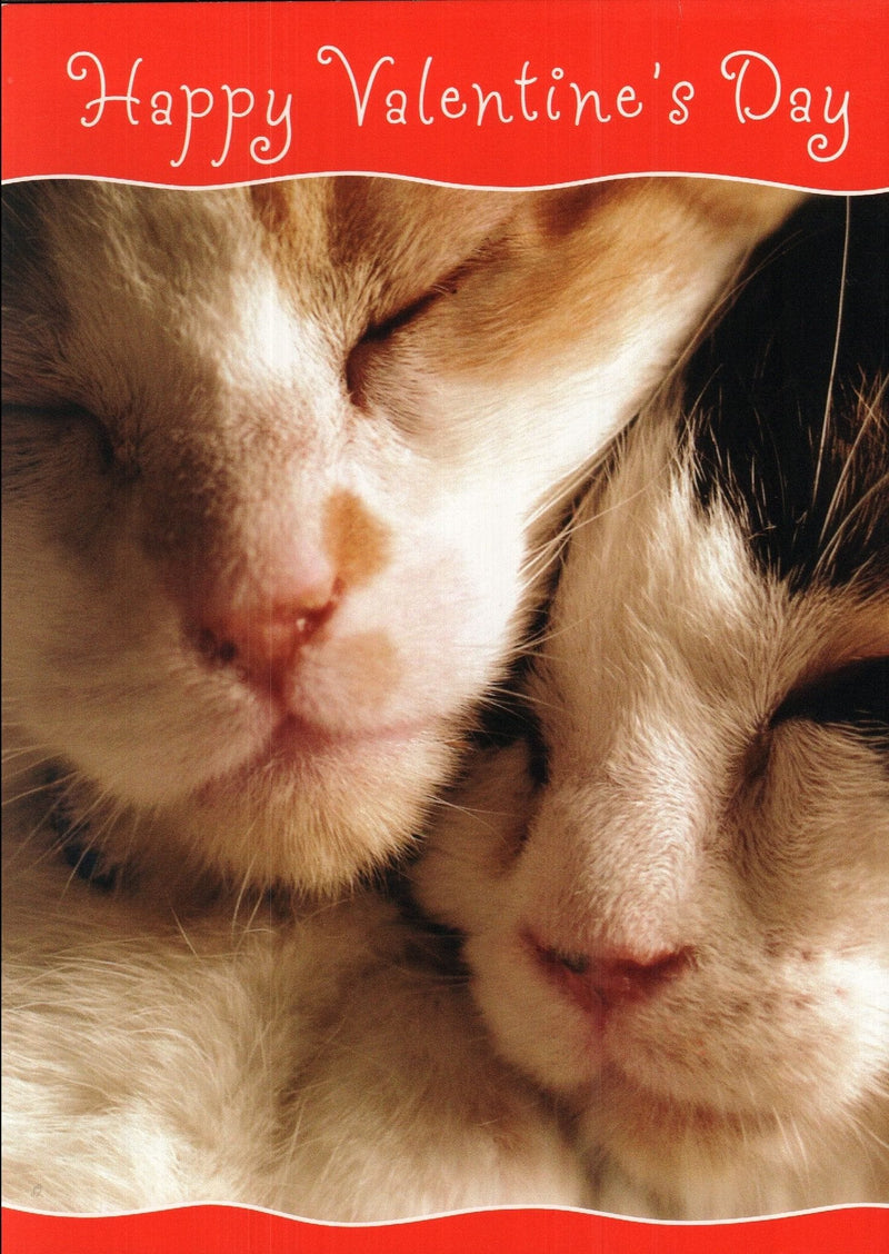 Happy Valentine's Day Cats Card - Shelburne Country Store