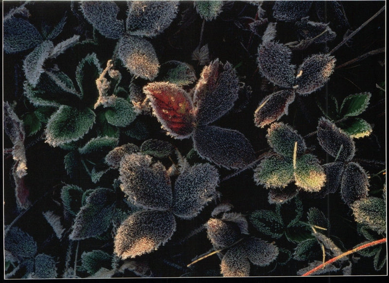 Mitch Kezar Card - Frosty Fores Floor - Wild Strawberries - Shelburne Country Store