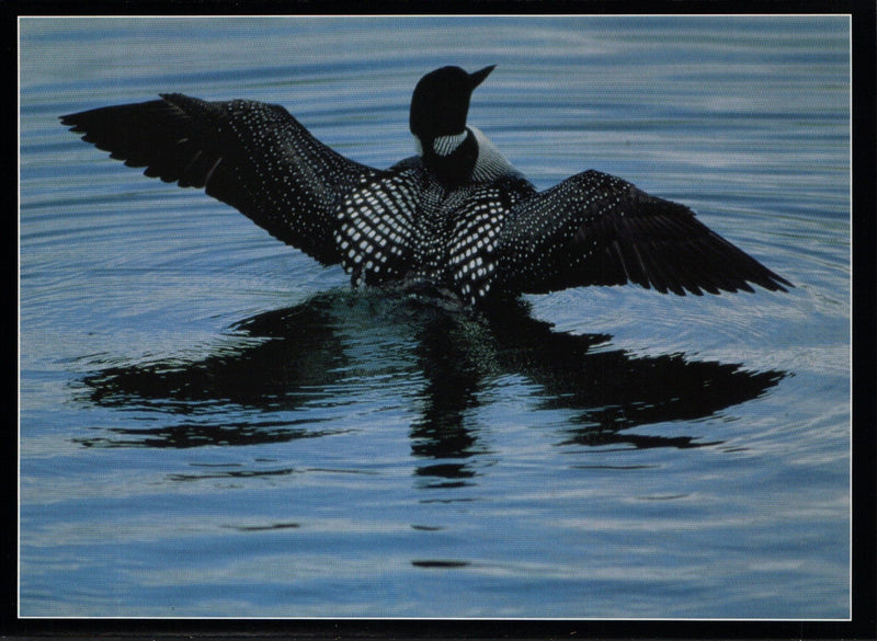Mitch Kezar Card - Nature's Patterns - Loon Stretches his wings - Shelburne Country Store