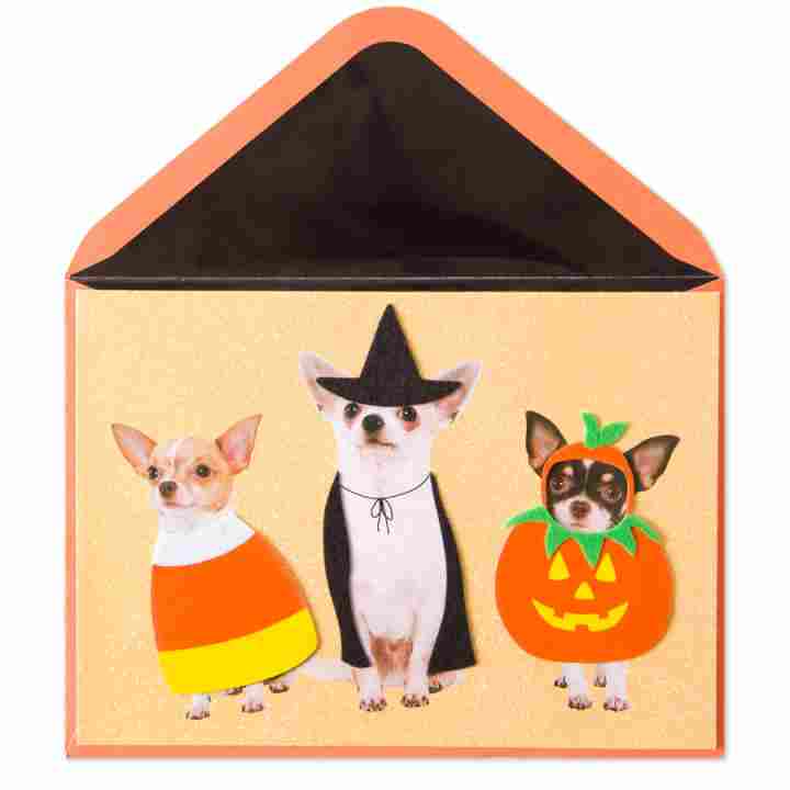 Chihuahuas in Costumes - Shelburne Country Store