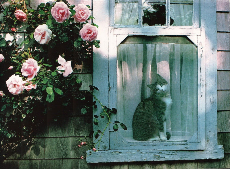 Sympathy Card - Cat In Window - Shelburne Country Store