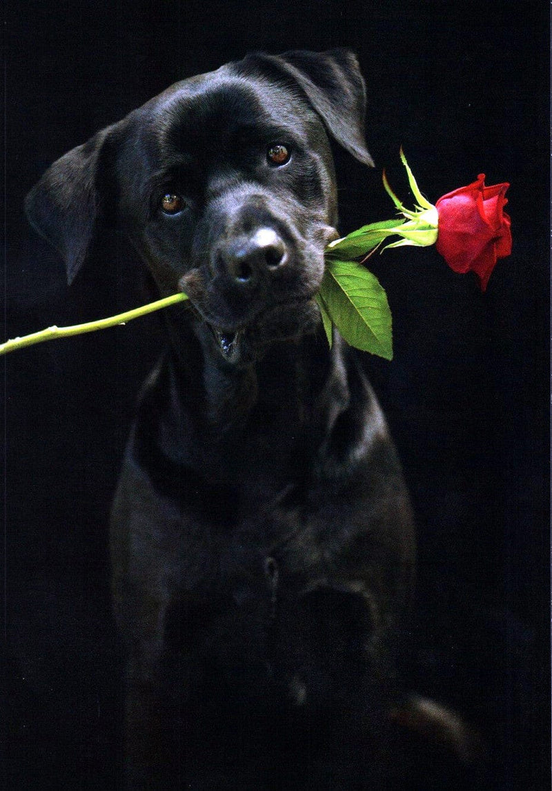 Dog Holding Rose Valentine's Day Card - Shelburne Country Store