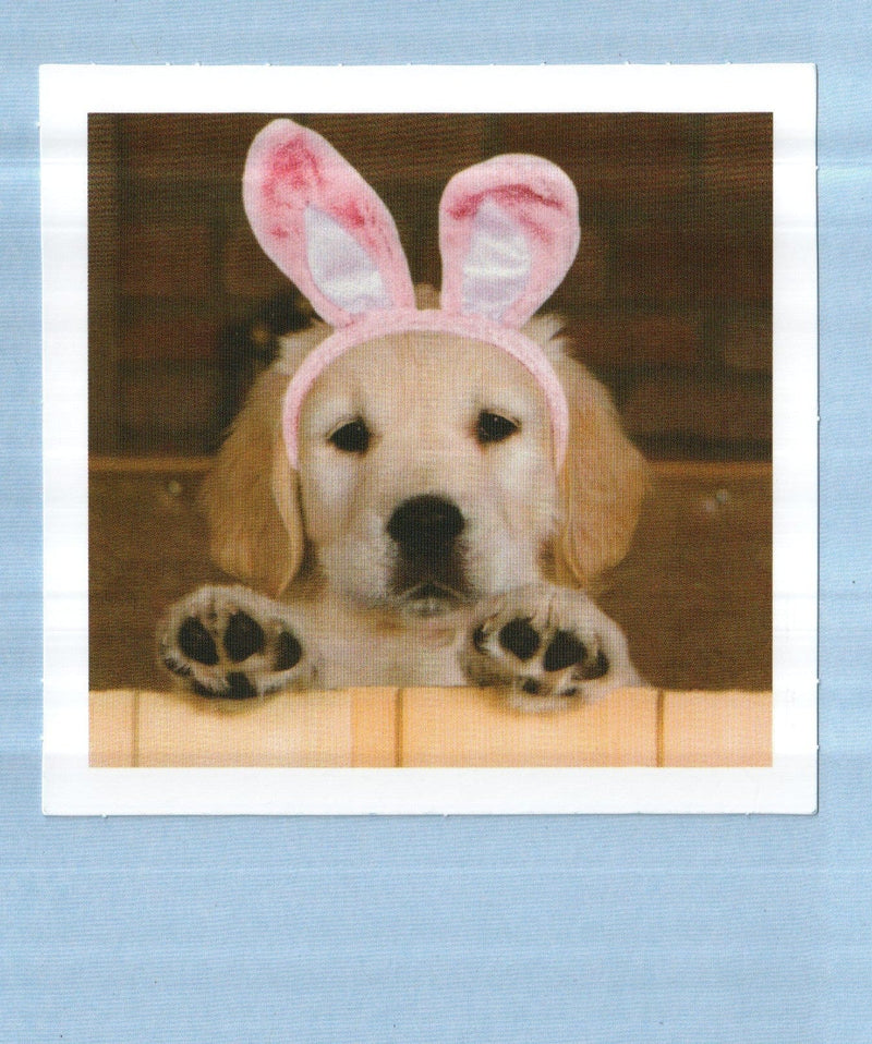Pawsitively Wonderful Easter Greeting Card - Shelburne Country Store