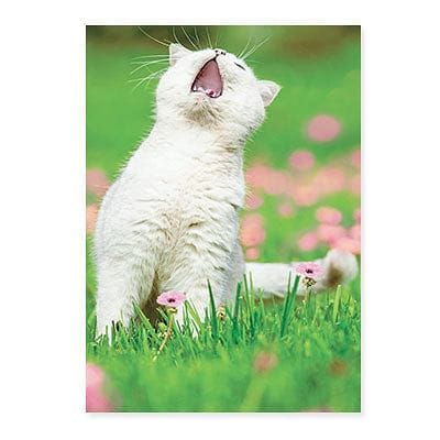 White Cat Meowing Birthday Card - Shelburne Country Store