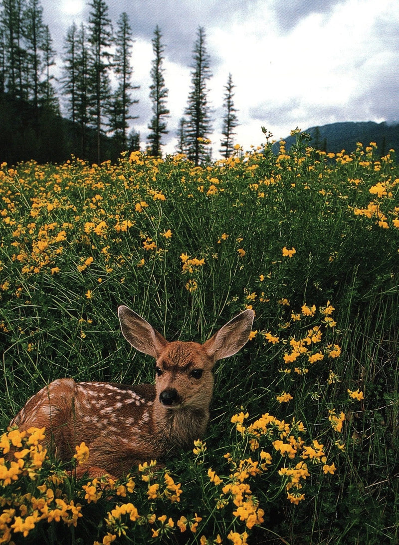 Deer In Field of Flowers Blank Card - Shelburne Country Store