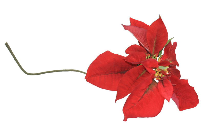 Huge Red/Violet Poinsettia Stem - Shelburne Country Store