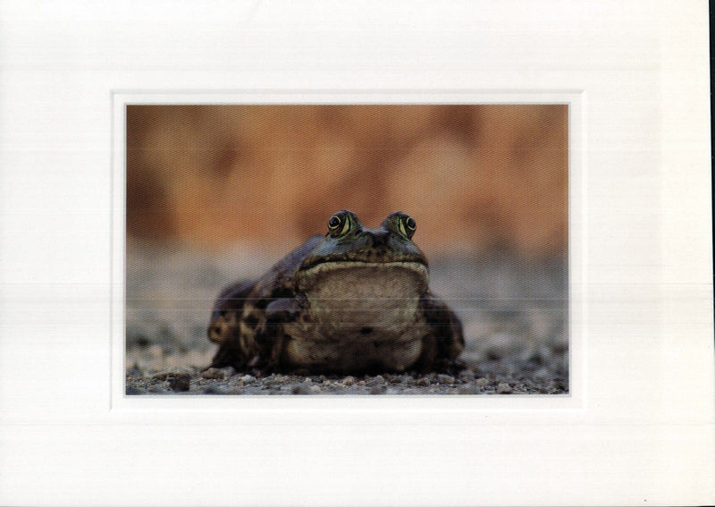 Frog Birthday Card - Shelburne Country Store