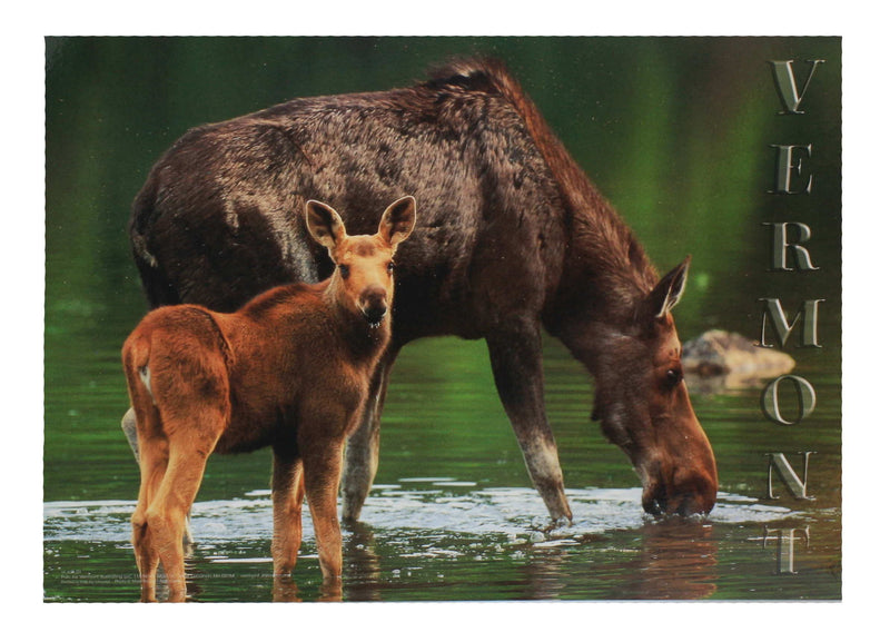 Placemat - Wildlife/Moose&Baby - Shelburne Country Store