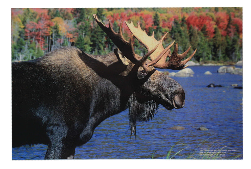 Vermont Placemat - Moose / Loon - Shelburne Country Store